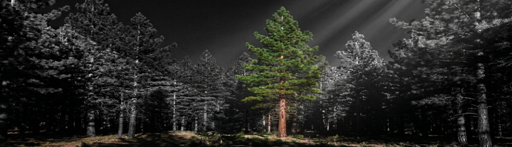 The Pine Tree is Right There